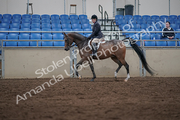 2019 Morgan Horse Show - Sept 01, 2019 - 08514