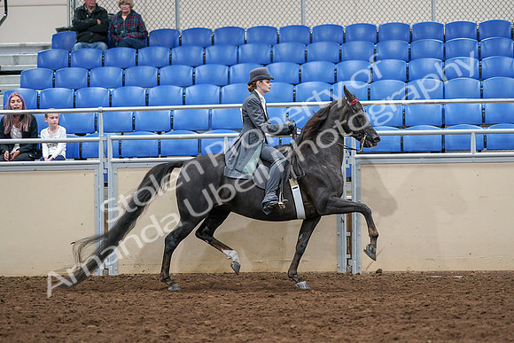 2020 - AB Morgan Horse - Sat, Sept 05 - 13965