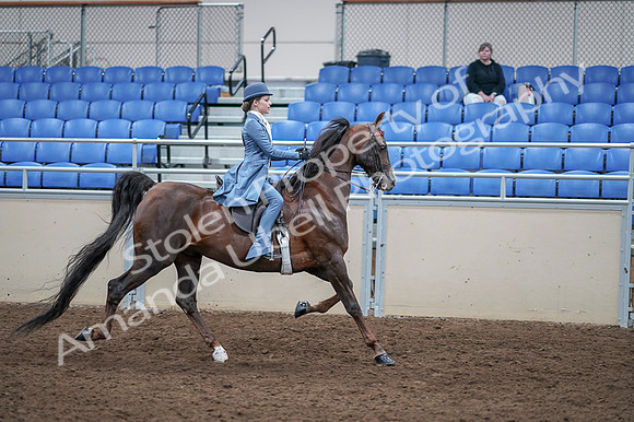 2020 - AB Morgan Horse - Fri, Sept 04 - 05073