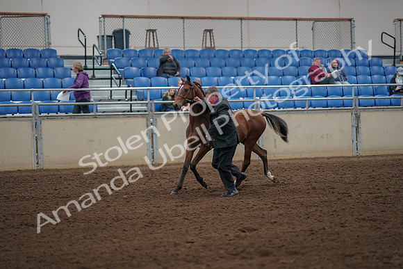 2019 Morgan Horse Show - Aug 30, 2019 - 25557