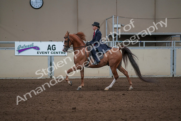 2019 Morgan Horse Show - Sept 01, 2019 - 11944