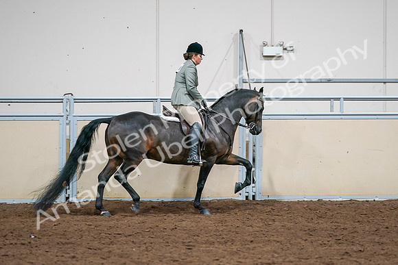 2020 - AB Morgan Horse - Sat, Sept 05 - 14522
