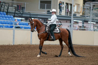 2020 - AB Morgan Horse - Fri, Sept 04 - 03472