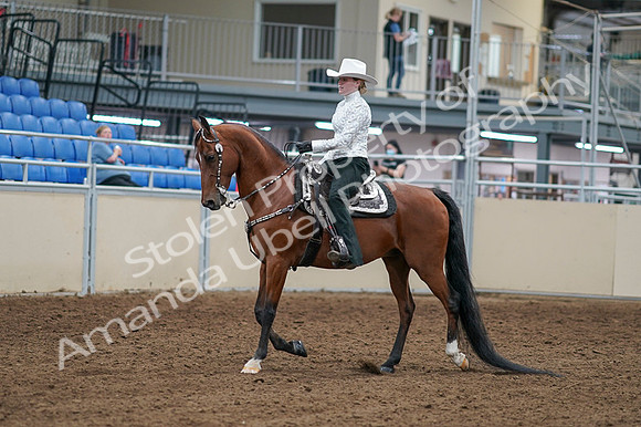 2020 - AB Morgan Horse - Fri, Sept 04 - 03472