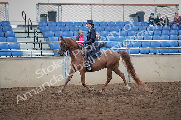 2019 Morgan Horse Show - Aug 31, 2019 - 16910