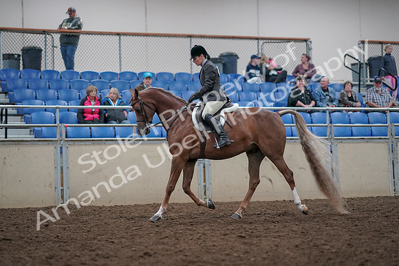 2019 Morgan Horse Show - Aug 31, 2019 - 15937