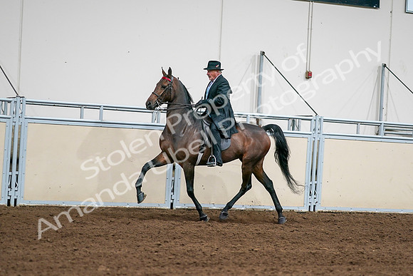 2020 - AB Morgan Horse - Sat, Sept 05 - 08007