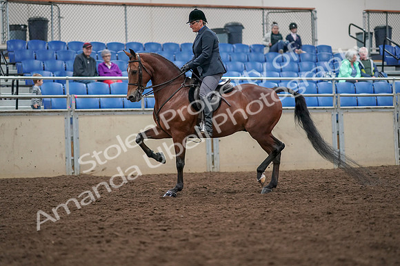 2019 Morgan Horse Show - Aug 30, 2019 - 19883