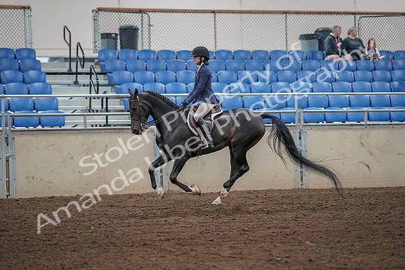 2019 Morgan Horse Show - Aug 31, 2019 - 05136