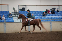 2019 Morgan Horse Show - Aug 31, 2019 - 13789
