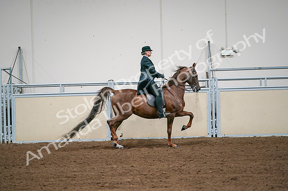 2020 - AB Morgan Horse - Fri, Sept 04 - 08122