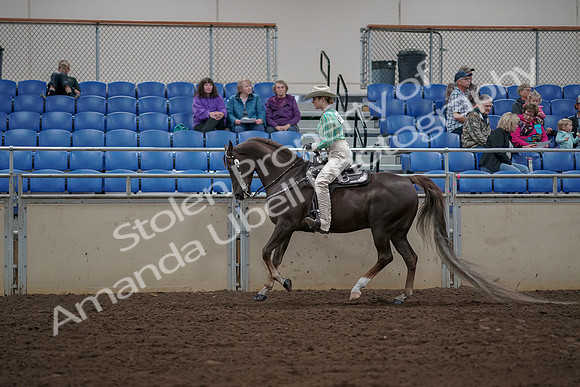 2019 Morgan Horse Show - Aug 30, 2019 - 26080