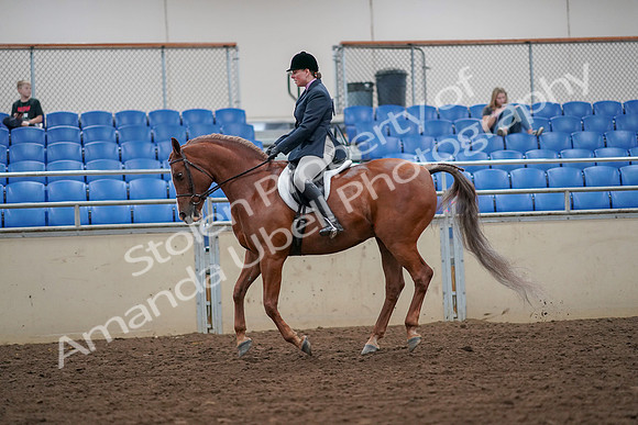 2019 Morgan Horse Show - Aug 30, 2019 - 16313