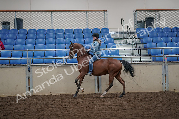 2019 Morgan Horse Show - Aug 30, 2019 - 31328