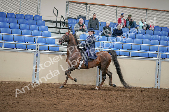 2020 - AB Morgan Horse - Fri, Sept 04 - 08011
