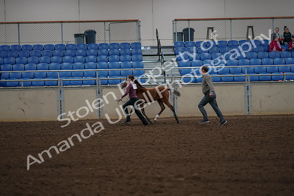2019 Morgan Horse Show - Aug 30, 2019 - 24825