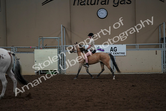 2019 Morgan Horse Show - Aug 30, 2019 - 31171