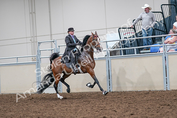 2020 - AB Morgan Horse - Sat, Sept 05 - 13203