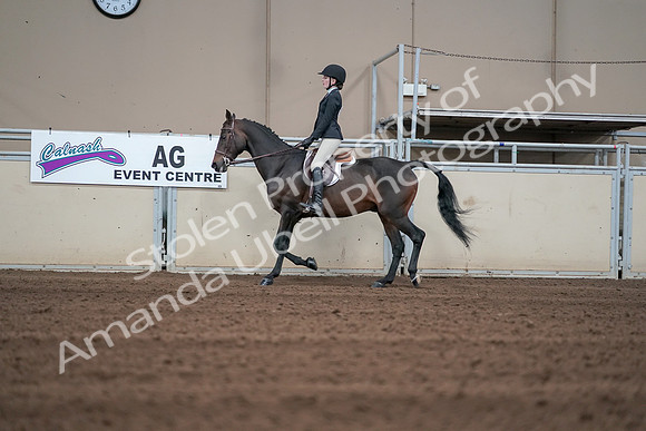 2019 Morgan Horse Show - Sept 01, 2019 - 03680