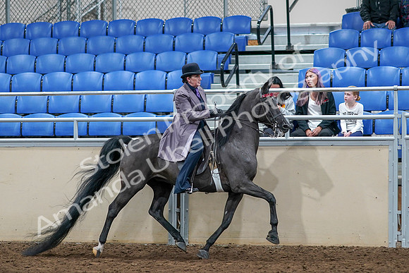 2020 - AB Morgan Horse - Sat, Sept 05 - 13833
