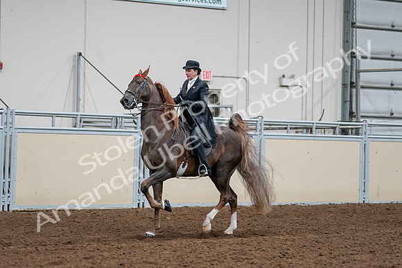 2020 - AB Morgan Horse - Sat, Sept 05 - 13110