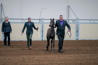 2020 - AB Morgan Horse - Fri, Sept 04 - 06185