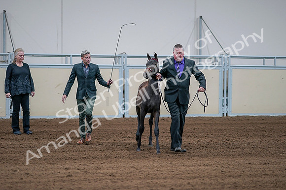 2020 - AB Morgan Horse - Fri, Sept 04 - 06185
