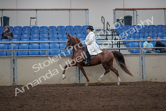 2019 Morgan Horse Show - Aug 31, 2019 - 08578