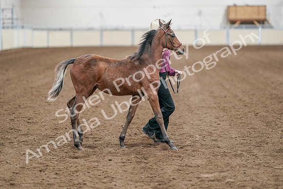 2020 - AB Morgan Horse - Sat, Sept 05 - 00511
