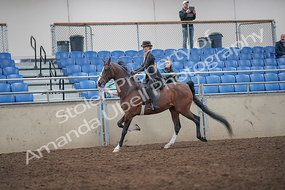 2019 Morgan Horse Show - Aug 31, 2019 - 08693