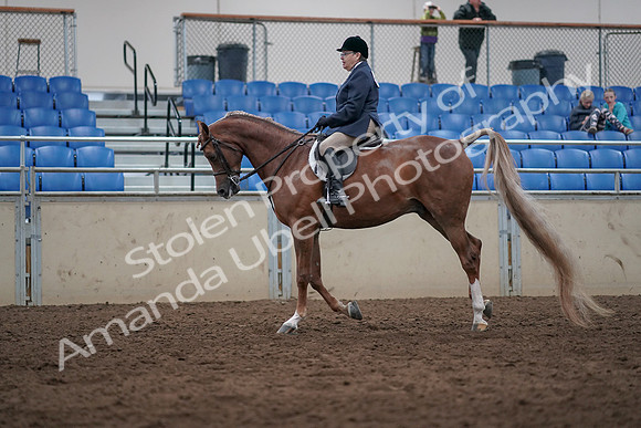 2019 Morgan Horse Show - Sept 01, 2019 - 08745