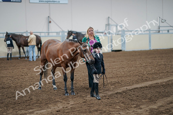 2020 - AB Morgan Horse - Fri, Sept 04 - 00848