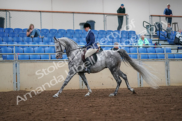 2019 Morgan Horse Show - Aug 30, 2019 - 16288