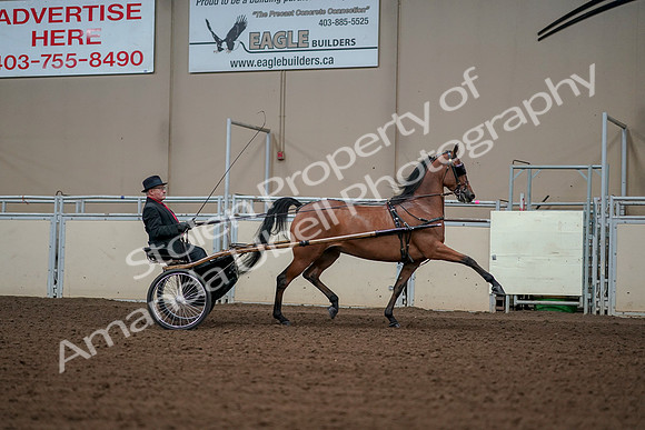 2019 Morgan Horse Show - Aug 30, 2019 - 13438