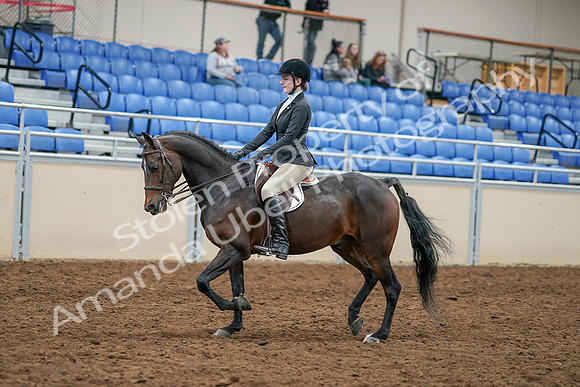 2020 - AB Morgan Horse - Sat, Sept 05 - 14213