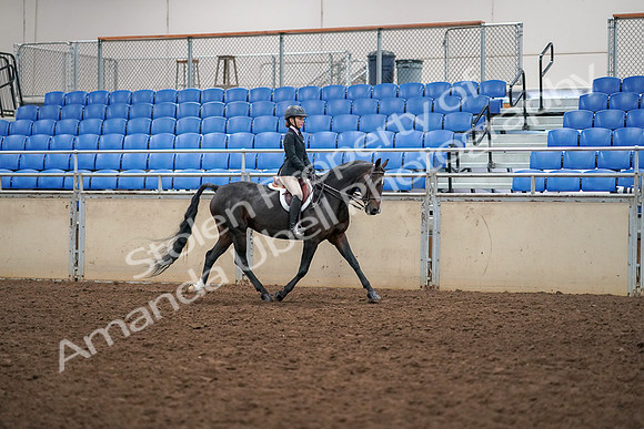 2019 Morgan Horse Show - Aug 30, 2019 - 12440