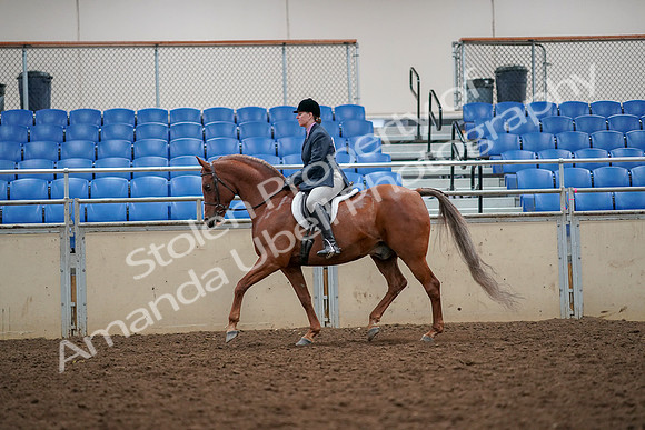 2019 Morgan Horse Show - Aug 30, 2019 - 22316
