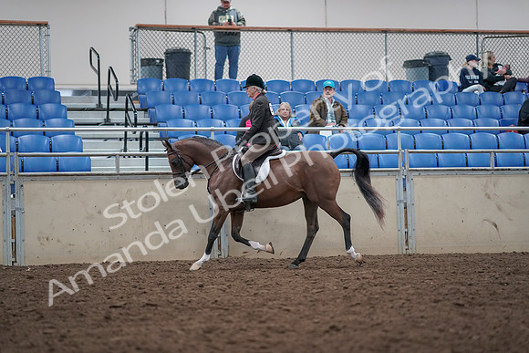 2019 Morgan Horse Show - Aug 31, 2019 - 15867