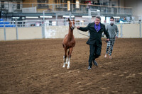 070 - Morgan In-Hand - Stallion Championship