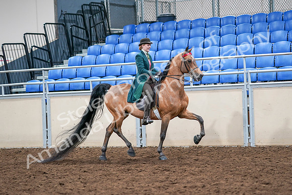 2020 - AB Morgan Horse - Sat, Sept 05 - 14035