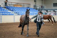 2020 - AB Morgan Horse - Sat, Sept 05 - 00246