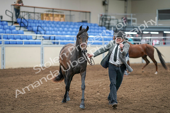 2020 - AB Morgan Horse - Sat, Sept 05 - 00246