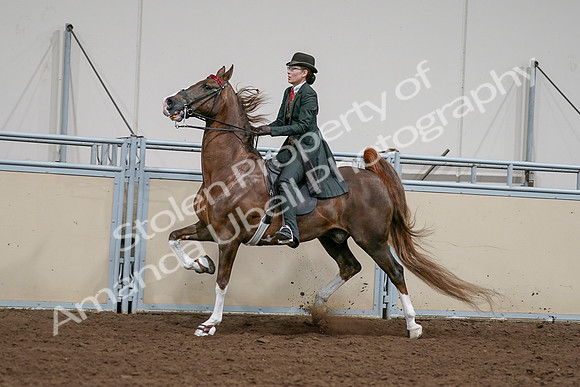 2020 - AB Morgan Horse - Sat, Sept 05 - 13042