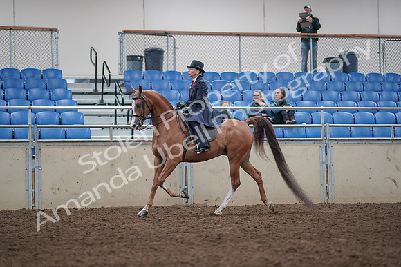 2019 Morgan Horse Show - Aug 31, 2019 - 08551