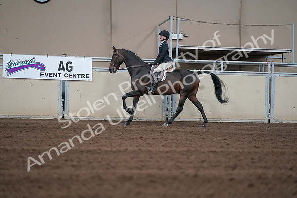 2019 Morgan Horse Show - Sept 01, 2019 - 03733