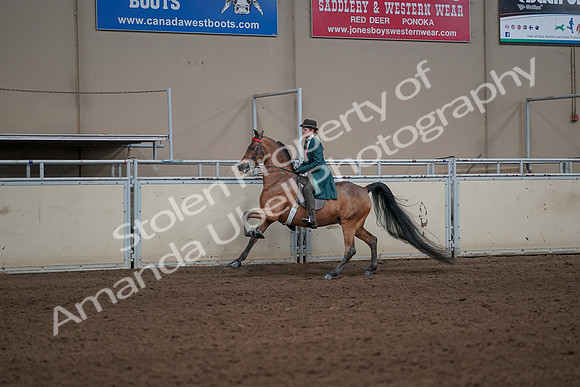 2019 Morgan Horse Show - Sept 01, 2019 - 13234
