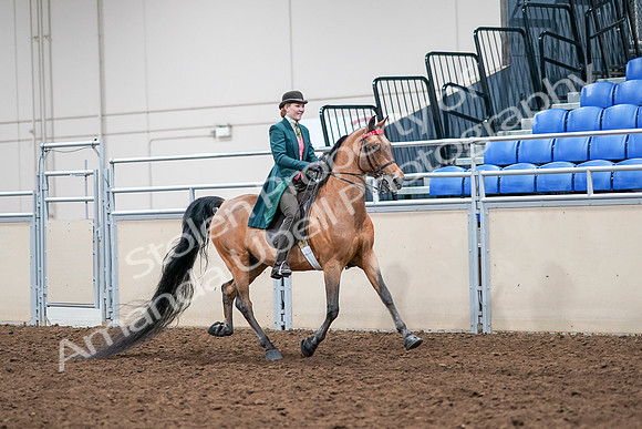 2020 - AB Morgan Horse - Sat, Sept 05 - 14021