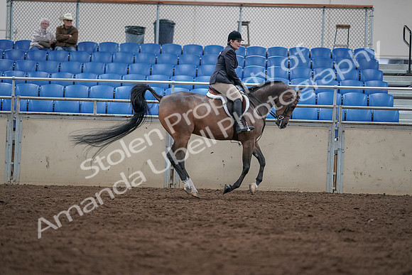 2019 Morgan Horse Show - Sept 01, 2019 - 08808