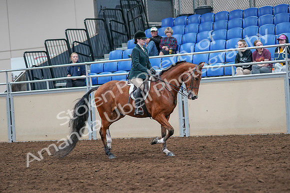 2020 - AB Morgan Horse - Sat, Sept 05 - 05101