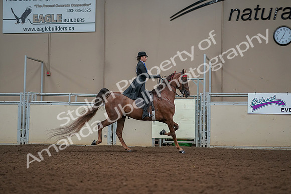 2019 Morgan Horse Show - Aug 30, 2019 - 25241